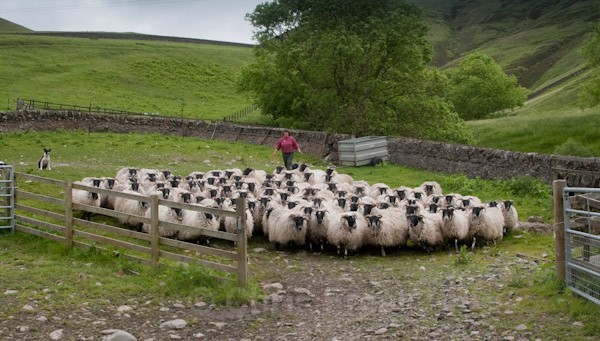 1 - Shearing at Glenwhargen Farm