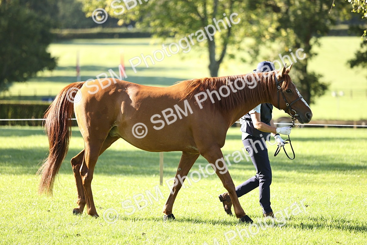 SBM_15764 - S1 - TSR in Hand Horse & Pony Showing