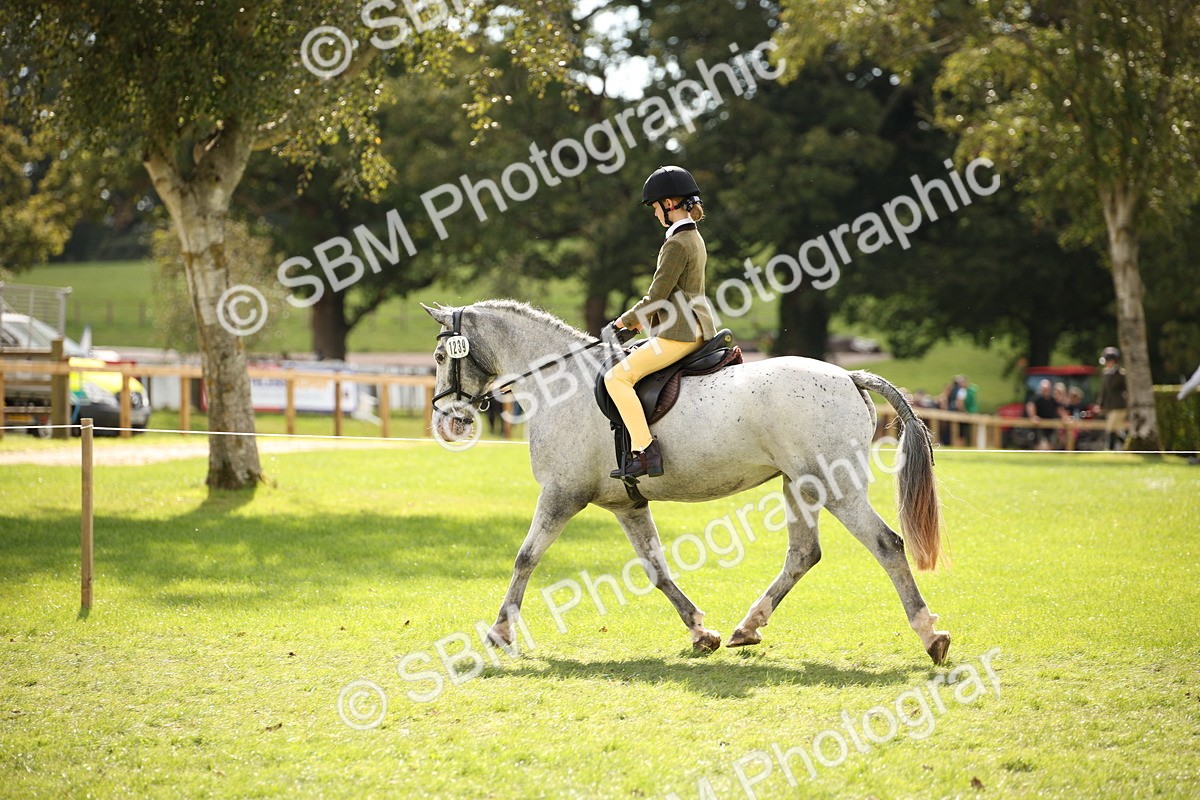 SBM_42294 - S13 - Pony Club Pony