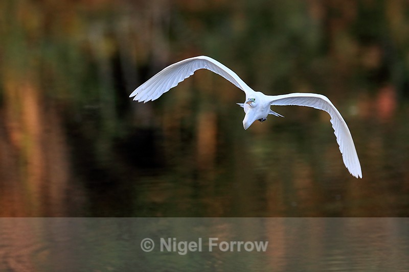 Front view Great Egret flying, Venice Rookery, Florida - Great Egret