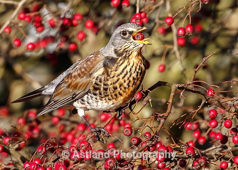 Astland Photography, Bird and Wildlife Images, Susan and Peter Wilson, U.K