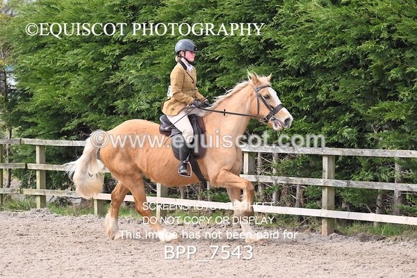 BPP_7543 - RING 1  (RIDDEN HORSES / IN HAND / VETERAN ETC)