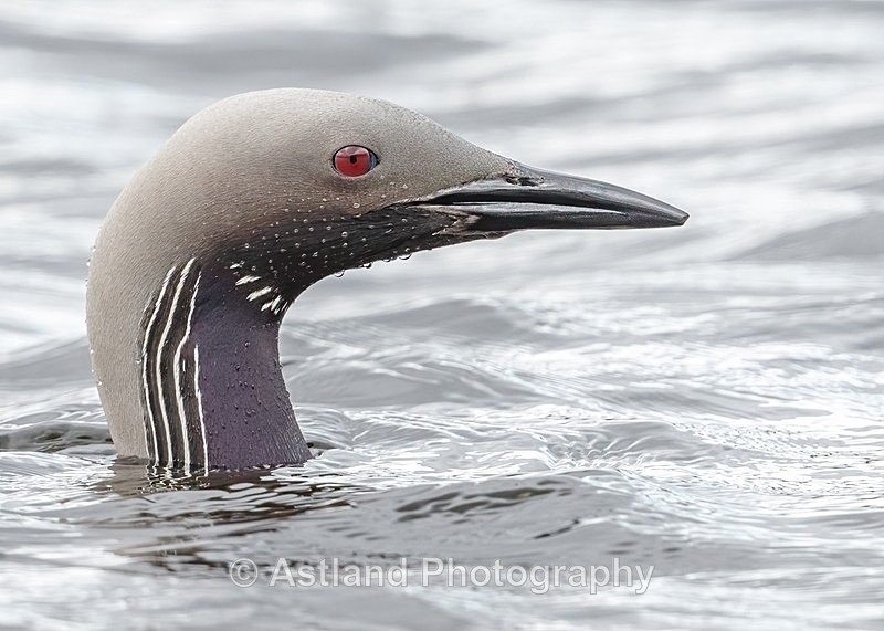 Astland Photography, Bird and Wildlife Images, Susan and Peter Wilson, U.K.