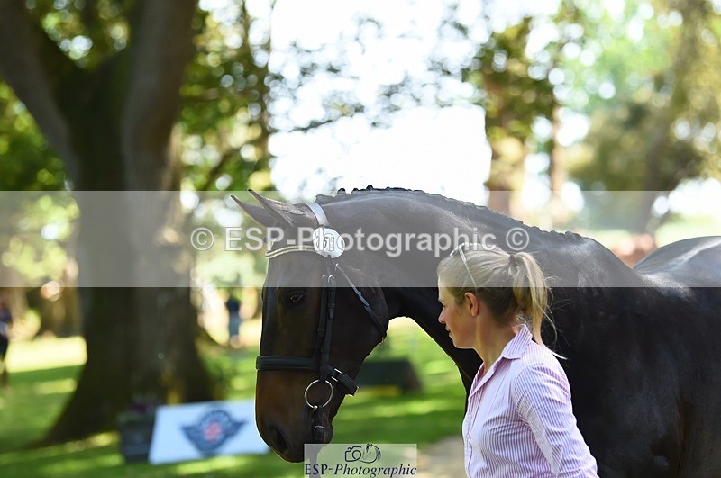 230524-150500-00056 - 355-JASON_KING-Izzy_Taylor-WEDTrotUp+DR