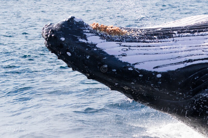 0A3A7471. Peek-a-Boo 2 - 2023 Whale Photos