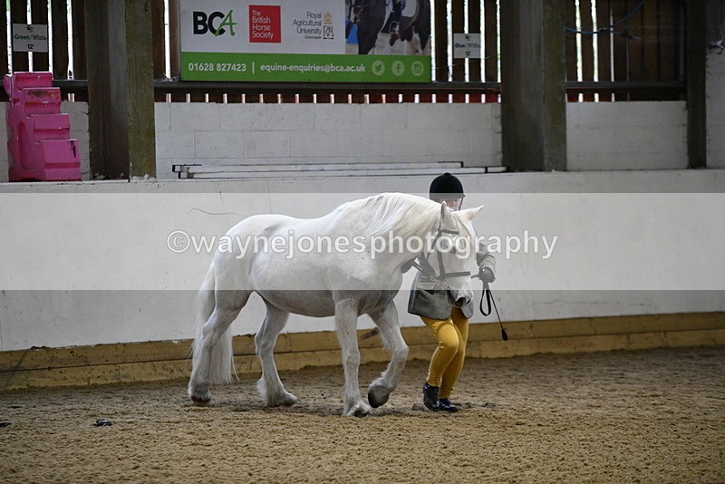 WJ5_4604 - Class 3 Part Bred In hand