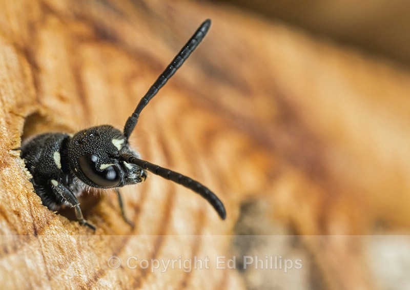 Sapyga quinquepunctata (f) - Sapyga quinquepunctata