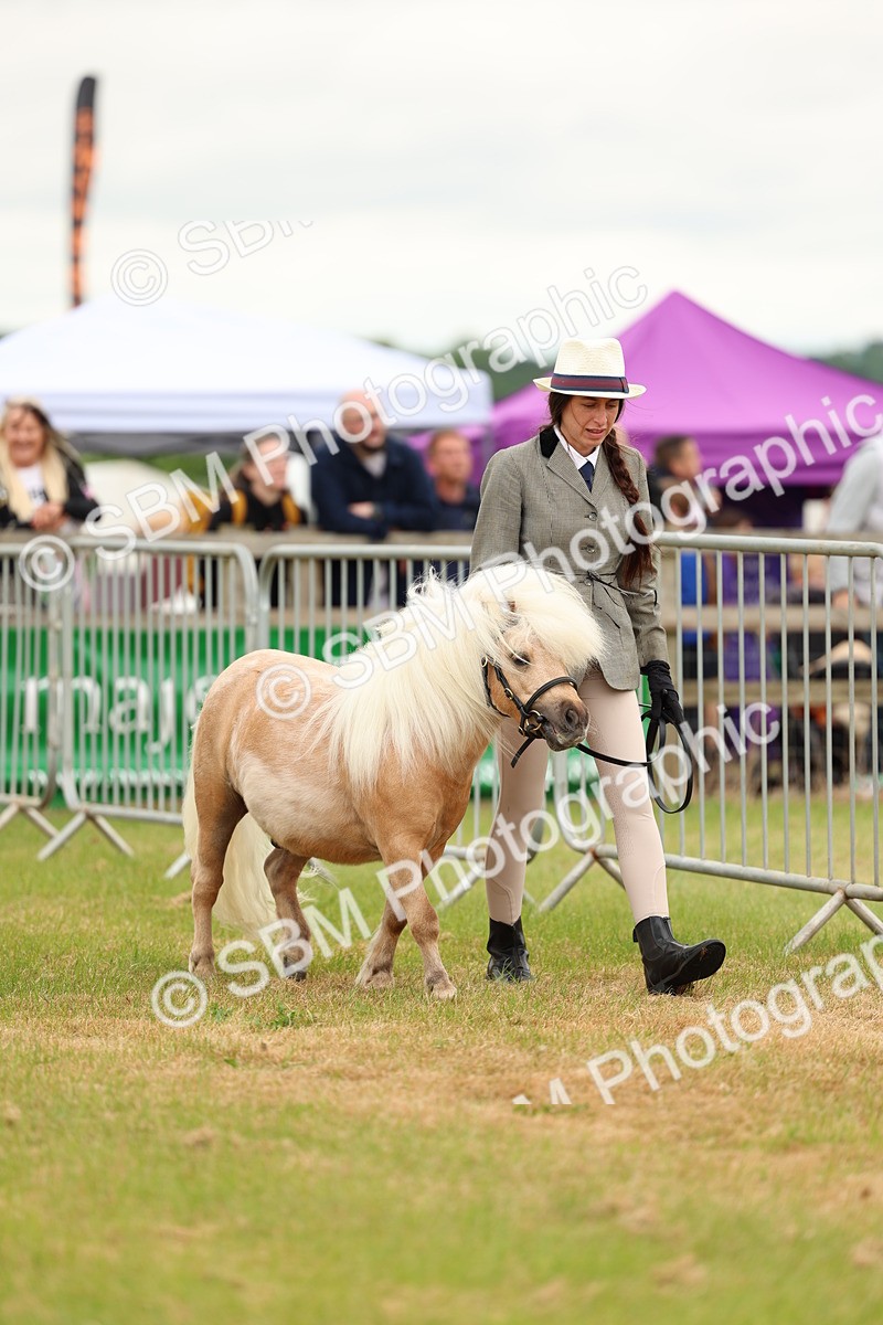 SBM_04432 - Class 64-67 - Shetland Pony In Hand