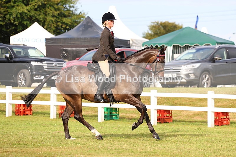 3E7A8034 - Class 2: Rising Star Large Hack/Riding Horse