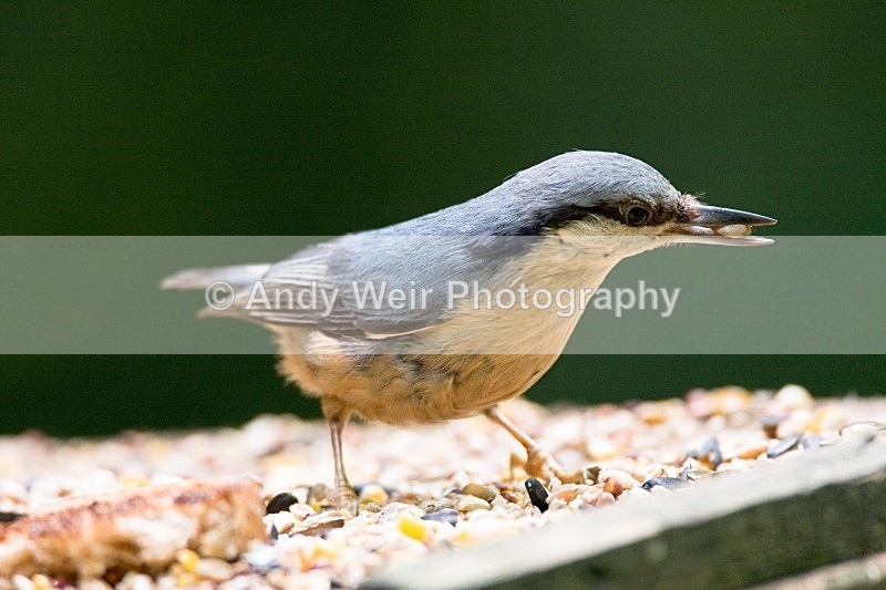 20080510-WE 192 - Nuthatch & Treecreepers