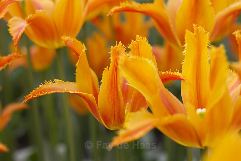  - Spring's Delights