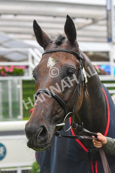 140723-Race 7-Gibside-0783 - Race 7 5.30pm William Hill Extra Place Races Daily Apprentice Handicap