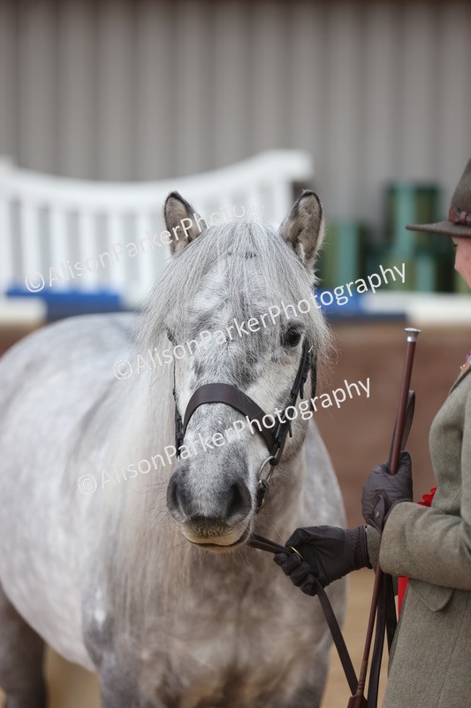 20251109-1047 - Class 28 - Mares 4 Years and over