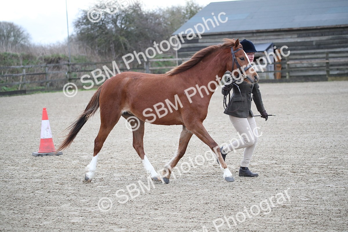 SBM_003910 - Class 1-4 - Young Stock classes Inc. In Hand Championship
