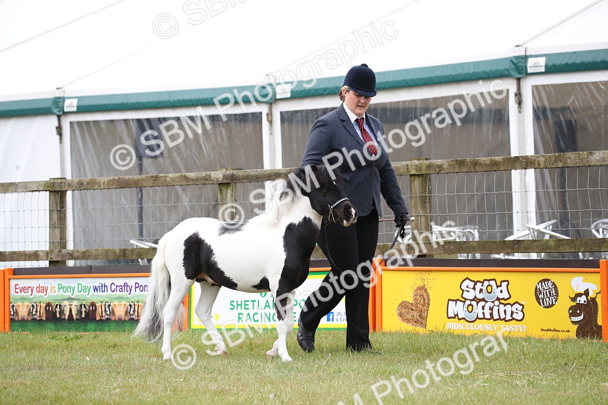SBM_03681 - Class 23-25 - British Miniature Horse of the Year