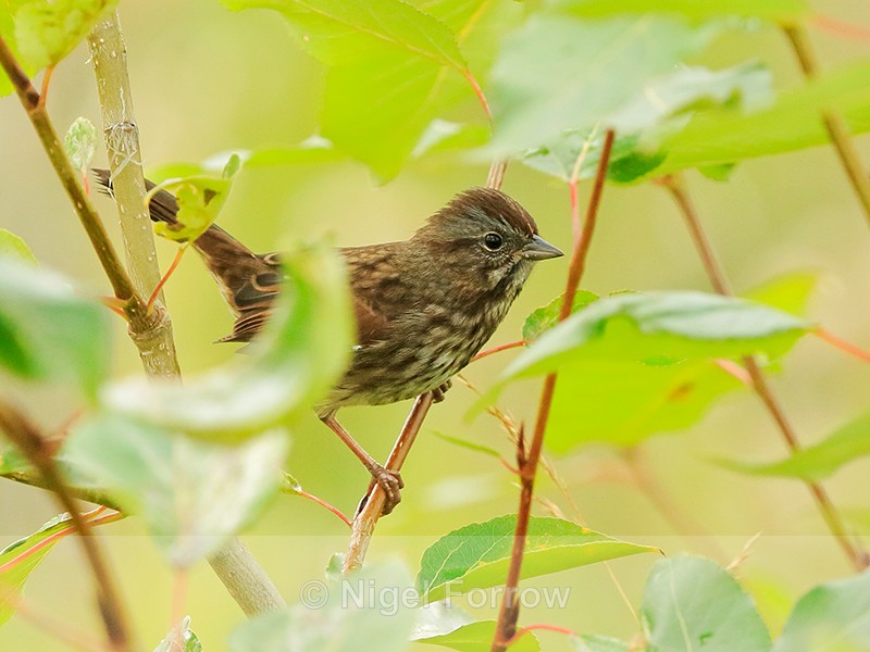White-crowned Sparrow (juvenile), Valemount, Canada - White-crowned Sparrow