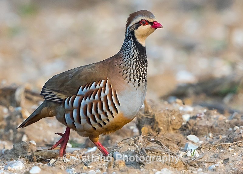 Astland Photography, Bird and Wildlife Images, Susan and Peter Wilson, U.K.