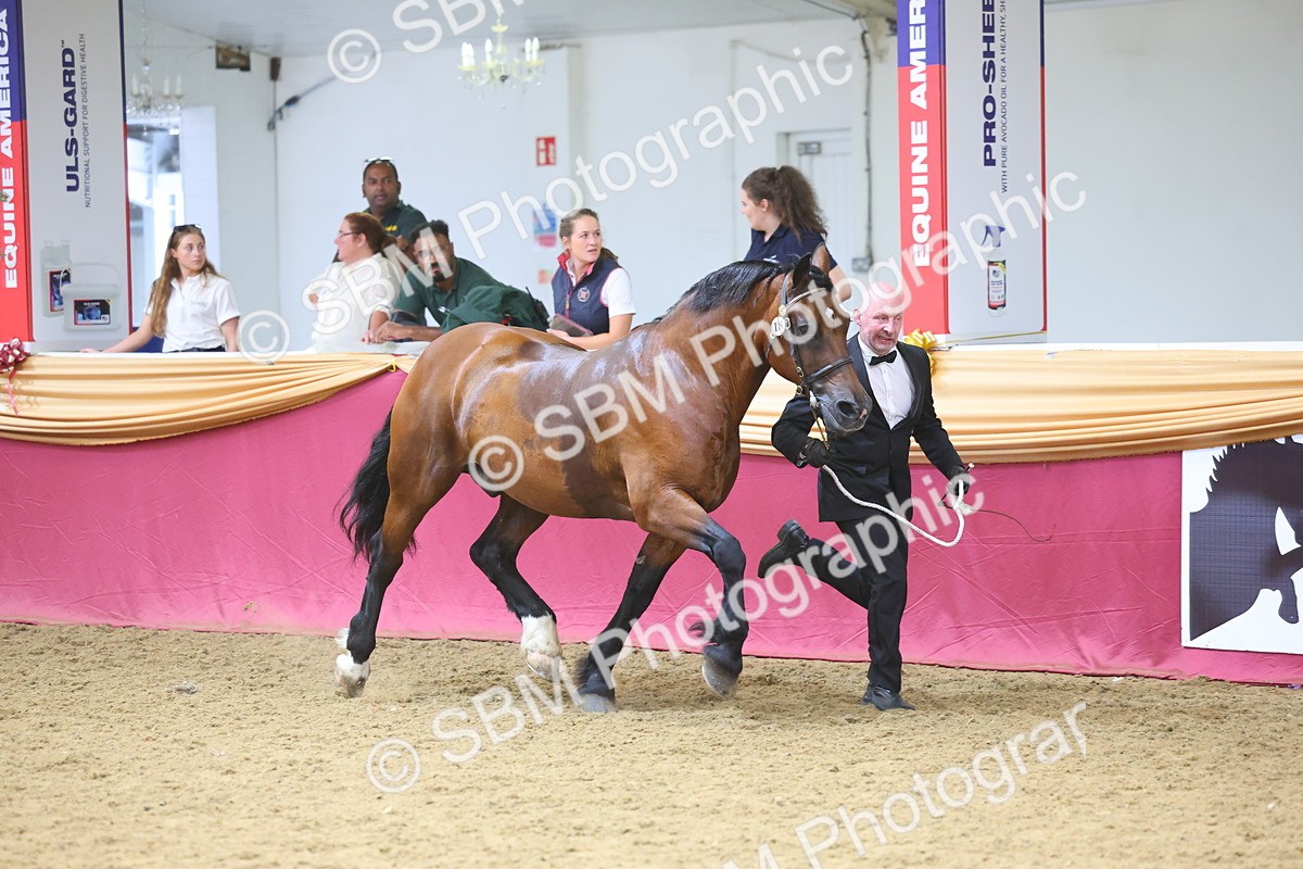 SBM_24976 - Grand Supreme Final Overall Champion