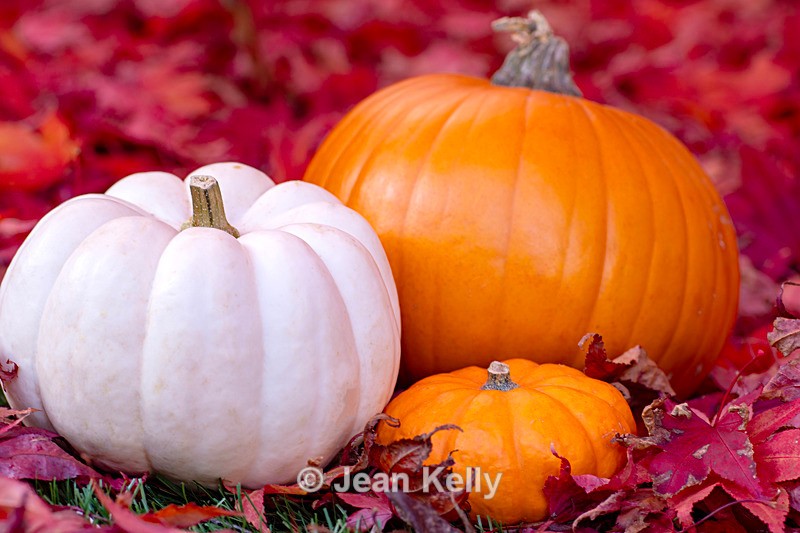 Pumpkins on Japanese Maple leaves - DSC_1557 - Pumpkins