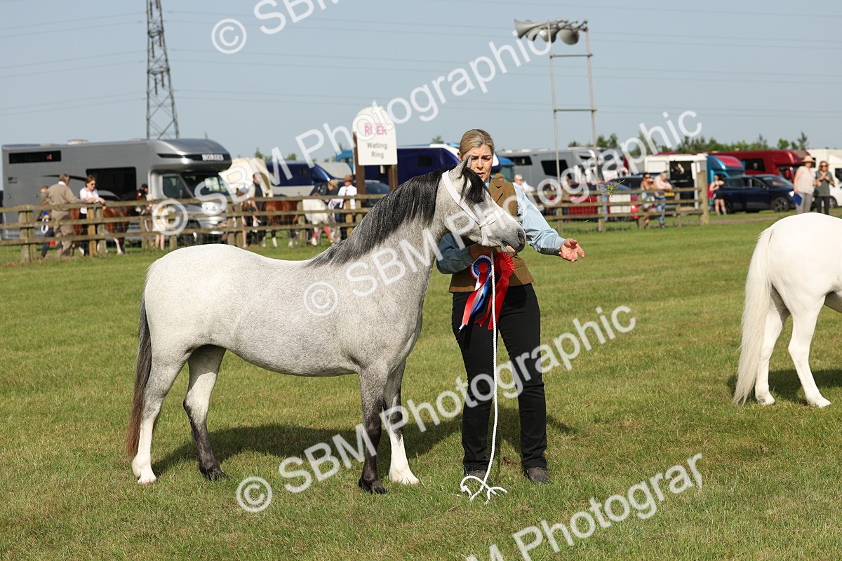SBM_00656 - Class 6-13 - Mountatin and Moorland In Hand Welsh Breeds