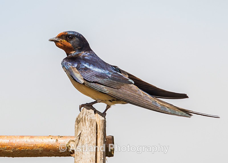 Astland Photography, Bird and Wildlife Images, Susan and Peter Wilson, U.K.