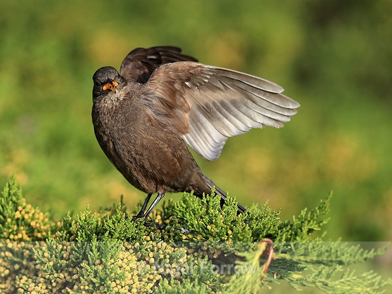 Blackish Cinclodes song display close, Carcass Island, Falklands - Tussockbird (Blackish Cinclodes)