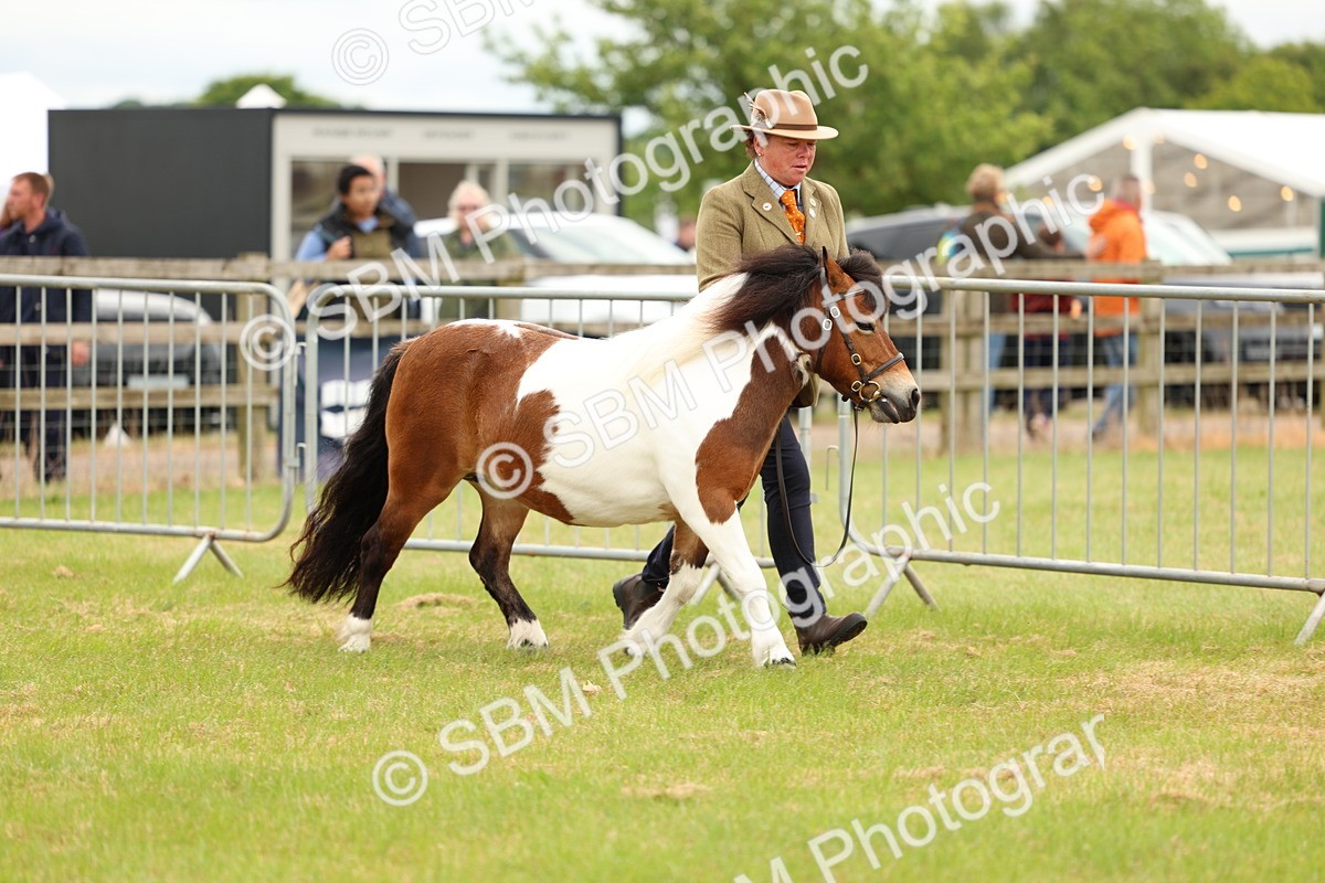 SBM_04349 - Class 64-67 - Shetland Pony In Hand