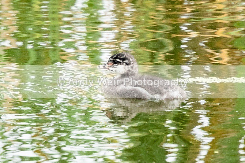 20180608-Woolston8E0A9373 - Black-necked Grebe