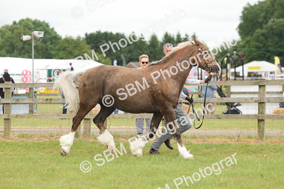 SBM_04905 - Class 50-57 - M&M Welsh Pony In Hand
