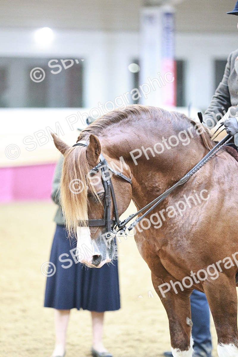 SBM_08923 - Class 12R - Regional Ridden Pre-Vet