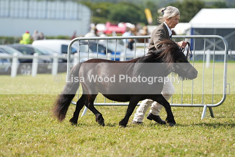 DSC05211 - Class 49: NPS Shetland 4 years and over