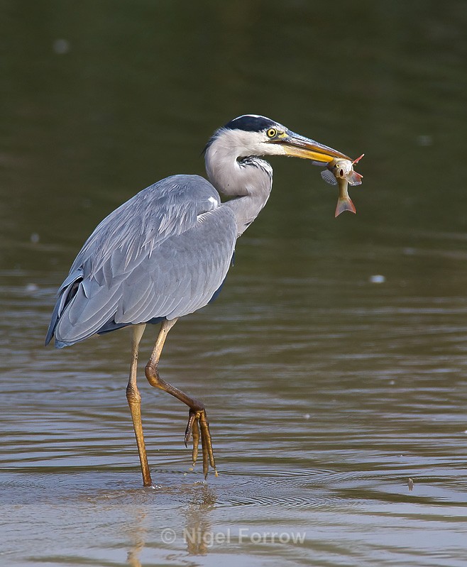 Grey Heron with Perch - Grey Heron
