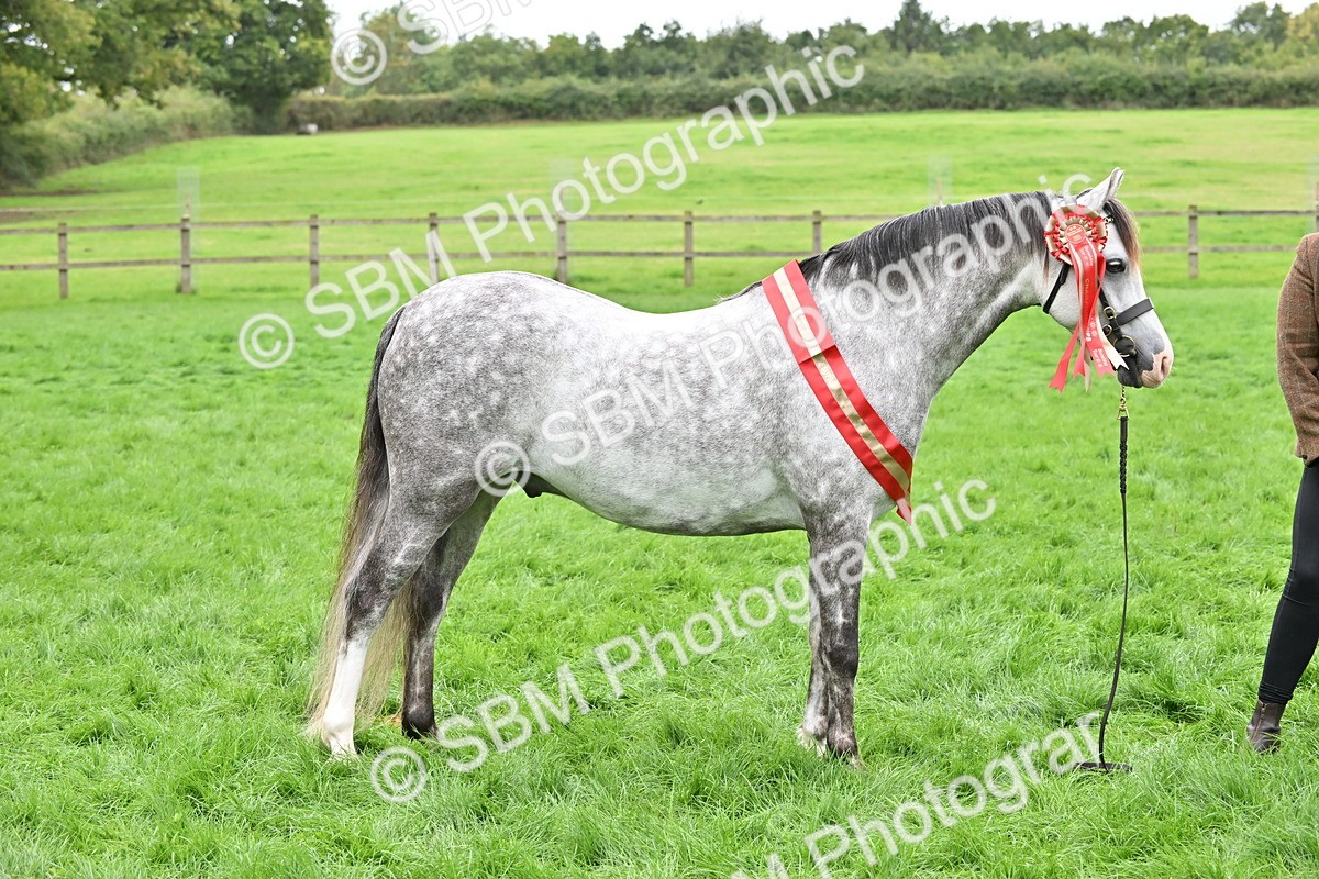 SBM_65028 - In Hand Pony & Younstock Supreme Championship