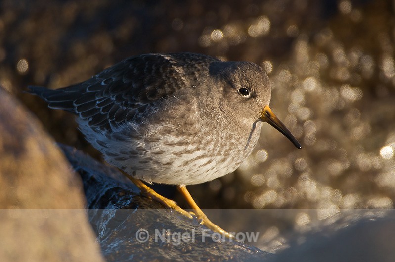 Purple Sandpiper - Purple Sandpiper