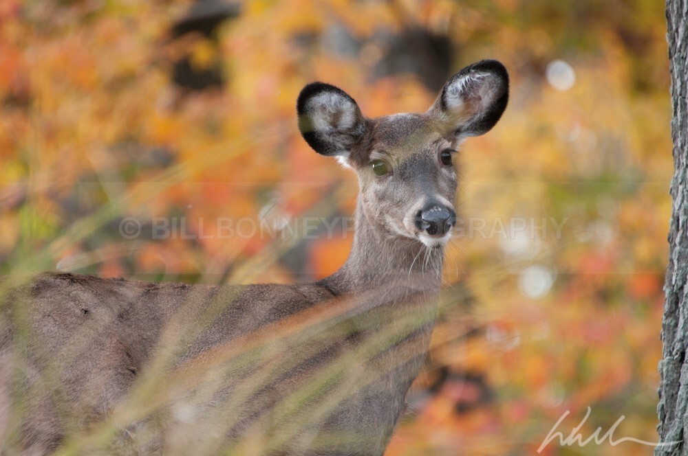 _WDB3226 - Autumn