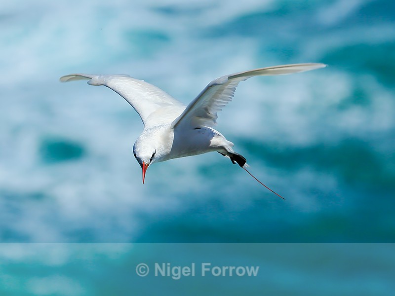Red-tailed Tropicbird (adult) hovering, Kilauea Point, Kauai - Red-tailed Tropicbird