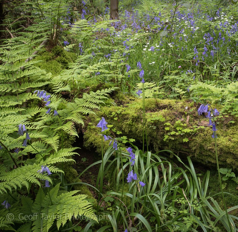 Wondrell Coppice 1 - Stretton Hills