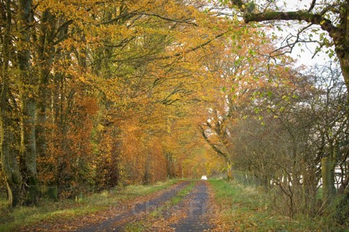 Morton Lane in Autumn - Around Thornhill