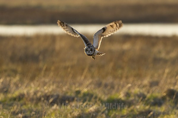SHORT EARED OWL / REF SEO 18 - SHORT EARED OWLS