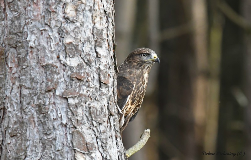 Common Buzzard - Birds Of Prey