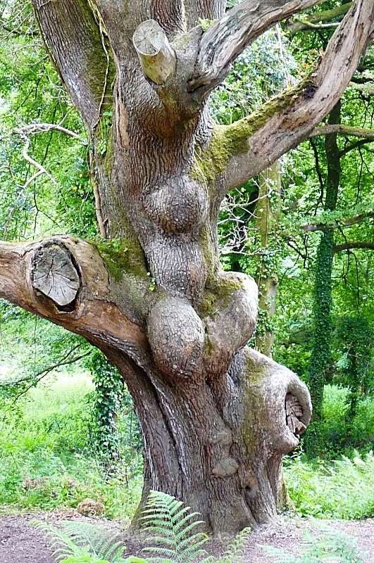'Eve', Lost Gardens of Heligan, Cornwall - The Countryside