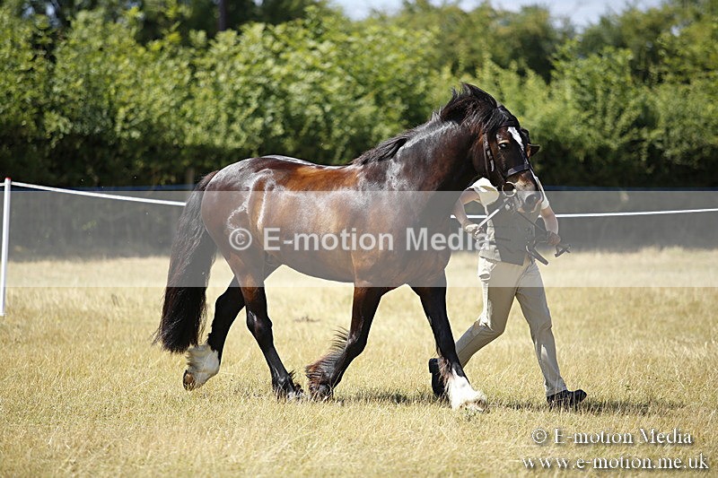 _C7A0047 - BVRC Sow 2018 Ring 2