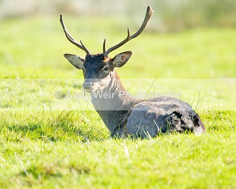 20111015-_MG_7257-534 - Fallow Deer