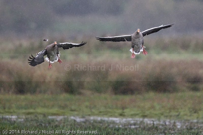 Greylag Geese (Anser anser) landing - Greylag Geese (Anser anser)