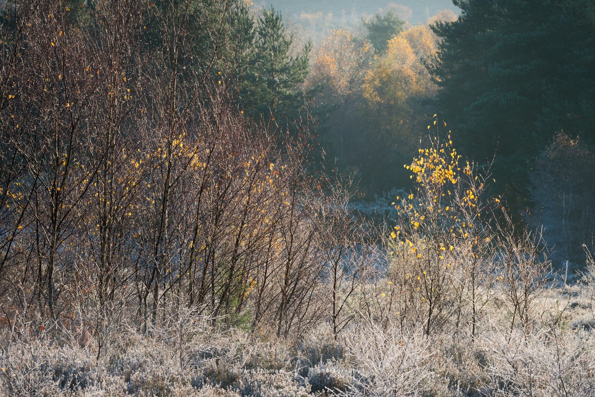 South side Frensham Common - Frensham