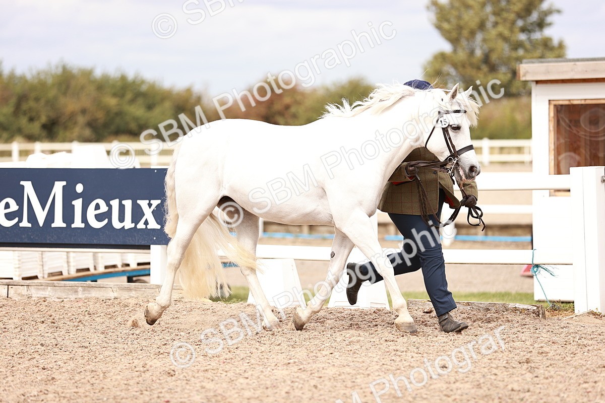 SBM_16303 - Class 413 - Best Condition - Adult