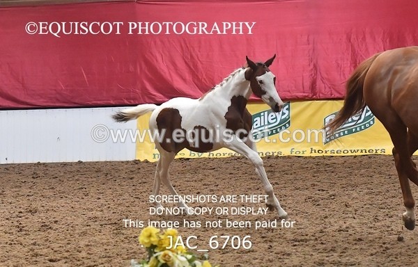 JAC_6706 - 15 Ziggy of Westoak