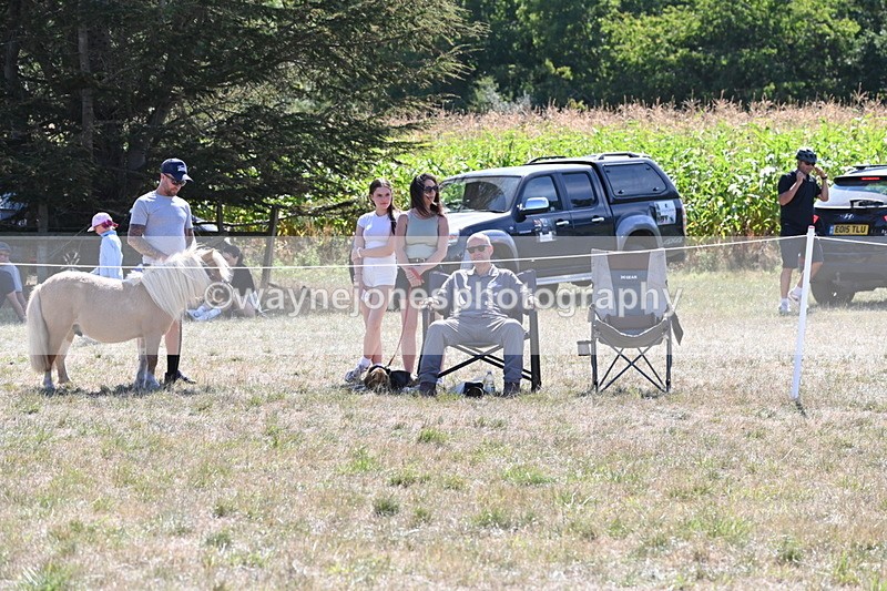 WJ6_8877 - Class 38 Ridden Riding Horse/Pony