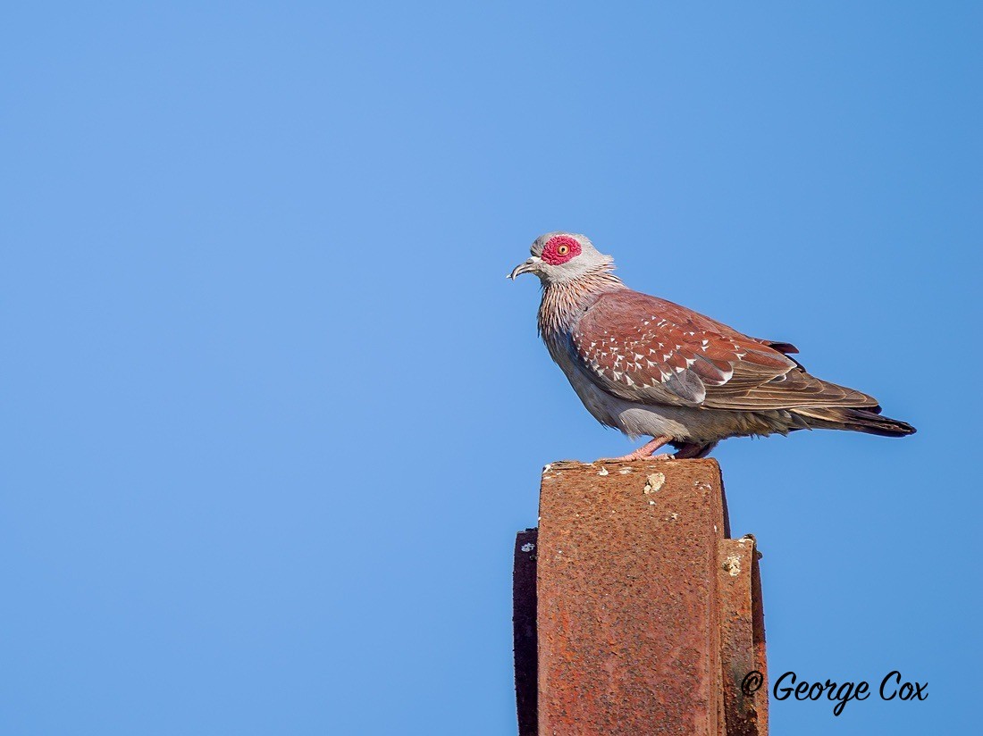 Speckled Pigeon - Gambia 2025