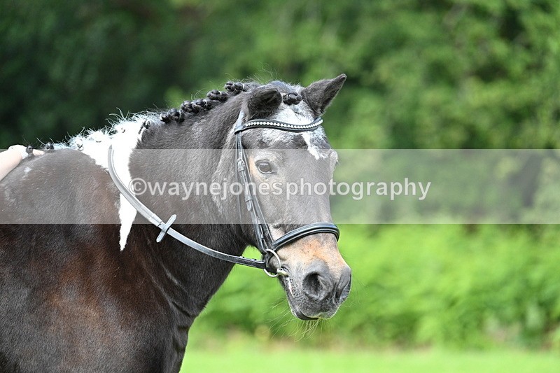 WJ7_1699 - Class 11 Condition & Turnout